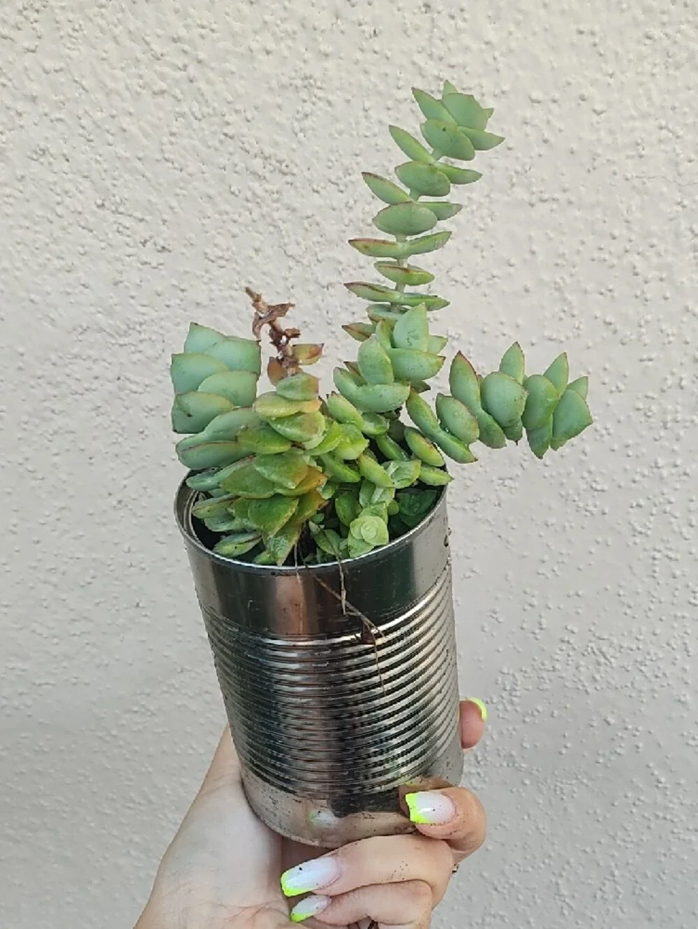 Green Succulent Plant in Silver Tin Planter - Unbranded